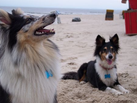 Sheltie Sharin &Nuprin