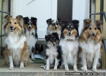 Sheltie Hunde Foto 10018 Sheltie Shelties 2003
