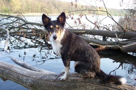 Sheltie Sharin vom Insulaner