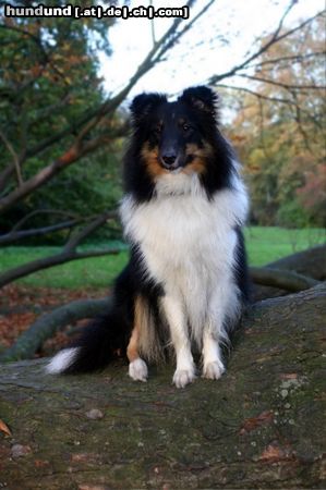 Sheltie Hunde Foto 16410 in höherer Auflösung ansehen Sheltie Charmed Choice from a Beloved Home