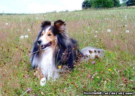 Sheltie Hunde Foto 5714 Sheltie Whitey