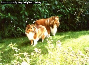 Sheltie Hunde Foto 12363 Sheltie Wir sind Nelly & Kuschie (Nachfolger v.Loki)