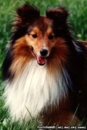 Sheltie Hunde Foto 3284 Sheltie Wisky v. Rindsberg Porträt