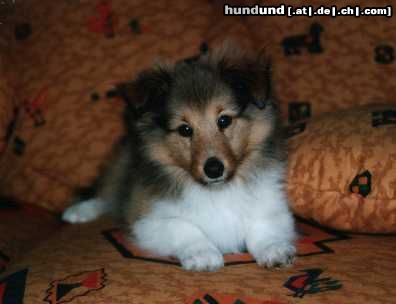 Sheltie Hunde Foto 5116 Sheltie Yardy vom Heidegarten