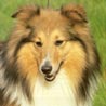 Sheltie, Shetland Sheepdog