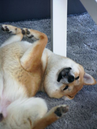 Shiba Hunde Foto 38551 in höherer Auflösung ansehen Shiba