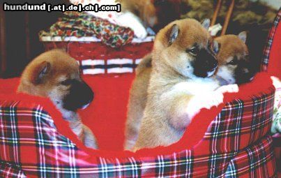 Shiba Hunde Foto 3674 Shiba Drei meiner süßen Welpen - einfach zum knuddeln