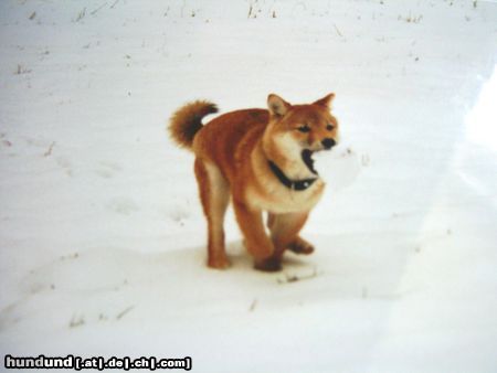 Shiba Hunde Foto 18973 in höherer Auflösung ansehen Shiba Aika (Ika of Moonflower)