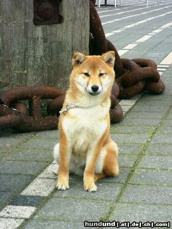 Shiba Hunde Foto 17922 in höherer Auflösung ansehen Shiba unsere kleine Aika mit 6 Monaten in Rotterdam