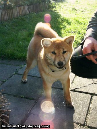 Shiba Hunde Foto 17925 in höherer Auflösung ansehen Shiba Aika mit 6 Monaten nach ERFOLGREICHER Gartenarbeit!