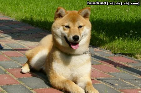 Shiba Hunde Foto 17924 in höherer Auflösung ansehen Shiba Unsere süße Aika!!!