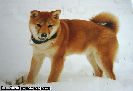 Shiba Hunde Foto 18974 in höherer Auflösung ansehen Shiba Aika (Ika of Moonflower)