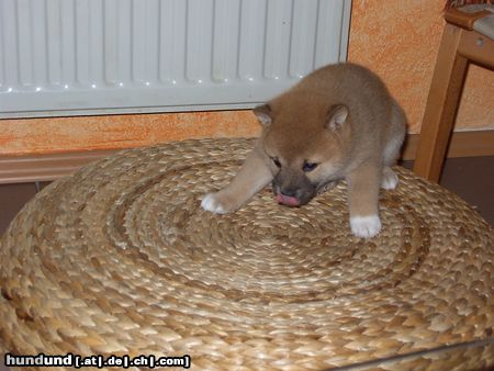 Shiba Hunde Foto 22548 in höherer Auflösung ansehen Shiba unsere Shima