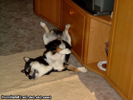Shiba Hunde Foto 20532 in höherer Auflösung ansehen Shiba Schlafposition