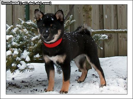 Shiba Hunde Foto 9921 Shiba Kuromiyoko 11 wochen.