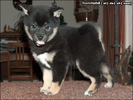 Shiba Hunde Foto 9920 Shiba Kuromiyoko 7 wochen.