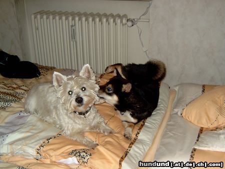 Shiba Hunde Foto 18449 in höherer Auflösung ansehen Shiba Benji und sein bester Freund Charlie