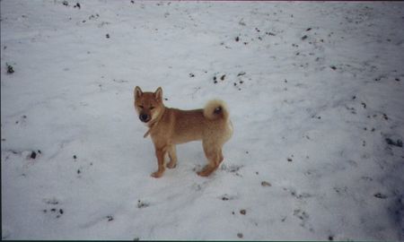 Shiba Hunde Foto 2253 Shiba Shiba Rüde im Schnee