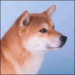 Shiba Hunde Foto 9927 Shiba N Uch Mjaerumhogda`s Naganobu