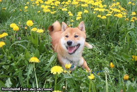 Shiba Hunde Foto 20161 Shiba Bushido of Japanese Samurai