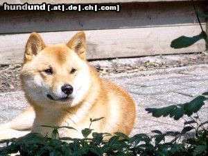 Shiba Hunde Foto 17620 in höherer Auflösung ansehen Shiba Bushido ... Ein Shiba Inu geniesst die Sonne