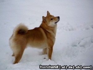 Shiba Hunde Foto 17617 in höherer Auflösung ansehen Shiba Bushido in seinem Element ... Schnee