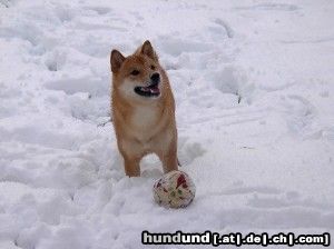 Shiba Hunde Foto 17618 in höherer Auflösung ansehen Shiba Bushido ... Schnee ist einfach toll