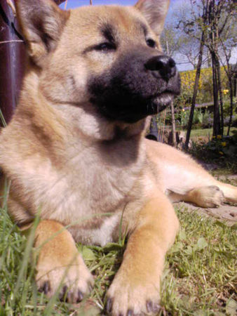 Shiba Hunde Foto 33301 in höherer Auflösung ansehen Shiba Shiba Rüde Sam 9 Monate alt