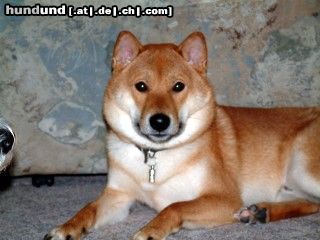Shiba Hunde Foto 20856 in höherer Auflösung ansehen Shiba Deckrüde Chiisana Kitsune Chikai