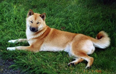 Shiba Hunde Foto 31831 Shiba Daisy