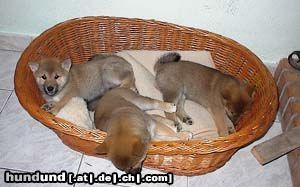 Shiba Hunde Foto 2705 Shiba