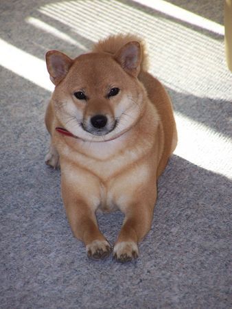 Shiba Hunde Foto 28601 in höherer Auflösung ansehen Shiba ALISA ...die ganz liebe