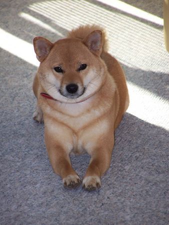 Shiba ALISA ...die ganz liebe