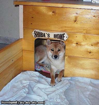 Shiba Hunde Foto 2707 Shiba