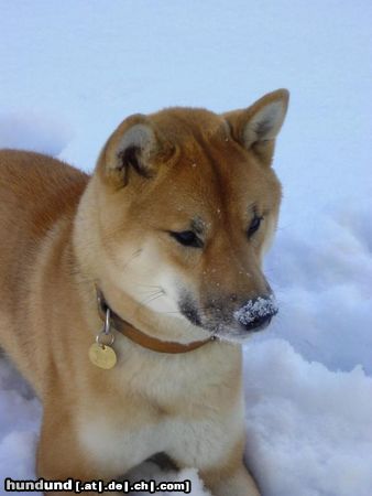 Shiba Hunde Foto 2706 Shiba