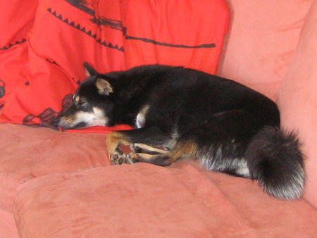Shiba Hunde Foto 34309 Shiba Yoko am Lieblings platz