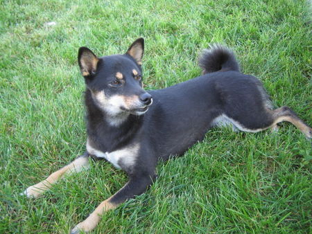 Shiba Hunde Foto 35469 Shiba Princes Yoko