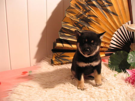 Shiba Welpe 7Wochen alt in black and tan