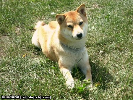 Shiba Hunde Foto 22204 in höherer Auflösung ansehen Shiba Aika