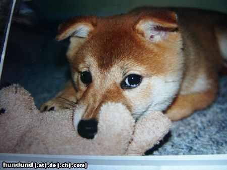 Shiba Hunde Foto 20763 in höherer Auflösung ansehen Shiba MEINS!!!!