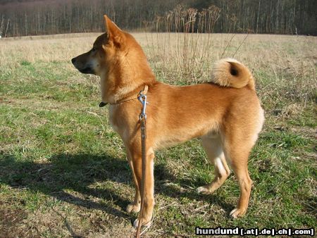 Shiba Hunde Foto 3135 Shiba
