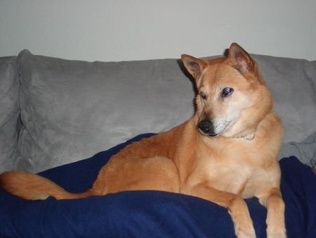 Shiba Hunde Foto 38196 Shiba Lady