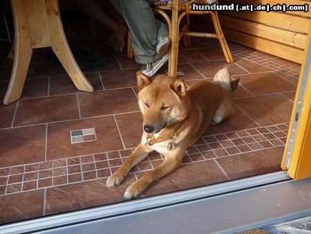 Shiba Unser Rüde Rocky