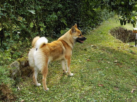 Shiba Shiba Rüde Sam 9 Monate alt