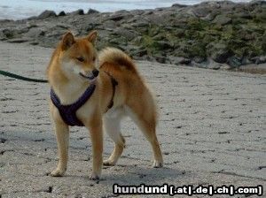 Shiba Hunde Foto 17619 in höherer Auflösung ansehen Shiba Bushido ... Wo ist denn blos das Meer???