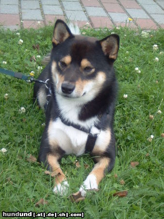 Shiba Unser kleiner Benji mit 15 Monaten