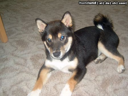 Shiba Hunde Foto 18446 in höherer Auflösung ansehen Shiba Benjito Kiro Goma Japanese(Benji)