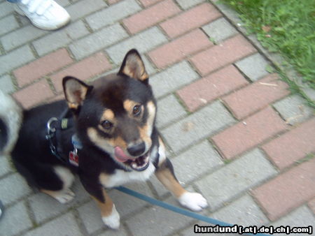 Shiba Hunde Foto 24439 in höherer Auflösung ansehen Shiba Hallo!!!!