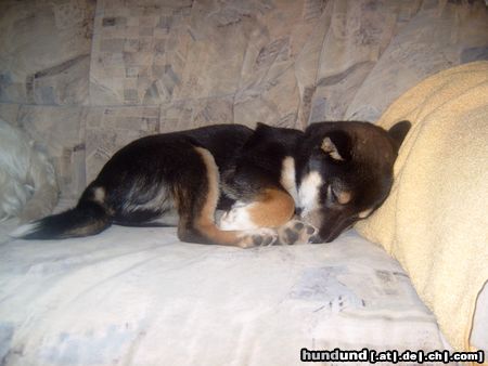 Shiba Hunde Foto 18400 in höherer Auflösung ansehen Shiba Bitte Ruhe!Ich schlafe!!!