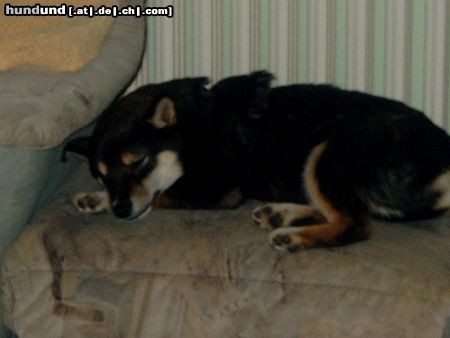 Shiba Hunde Foto 18448 in höherer Auflösung ansehen Shiba Benji macht ein kleines Nickerchen.